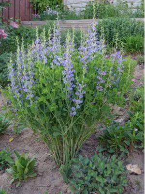 3 Best Shrubs To Put Around Your Arizona Pool 2 False Indigno, 3 Best Shrubs To Put Around Your Arizona Pool