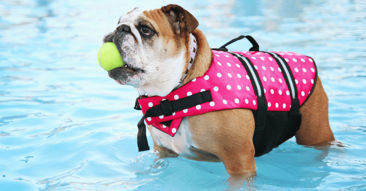 5 Pet Pool Safety Tips for Homeowners