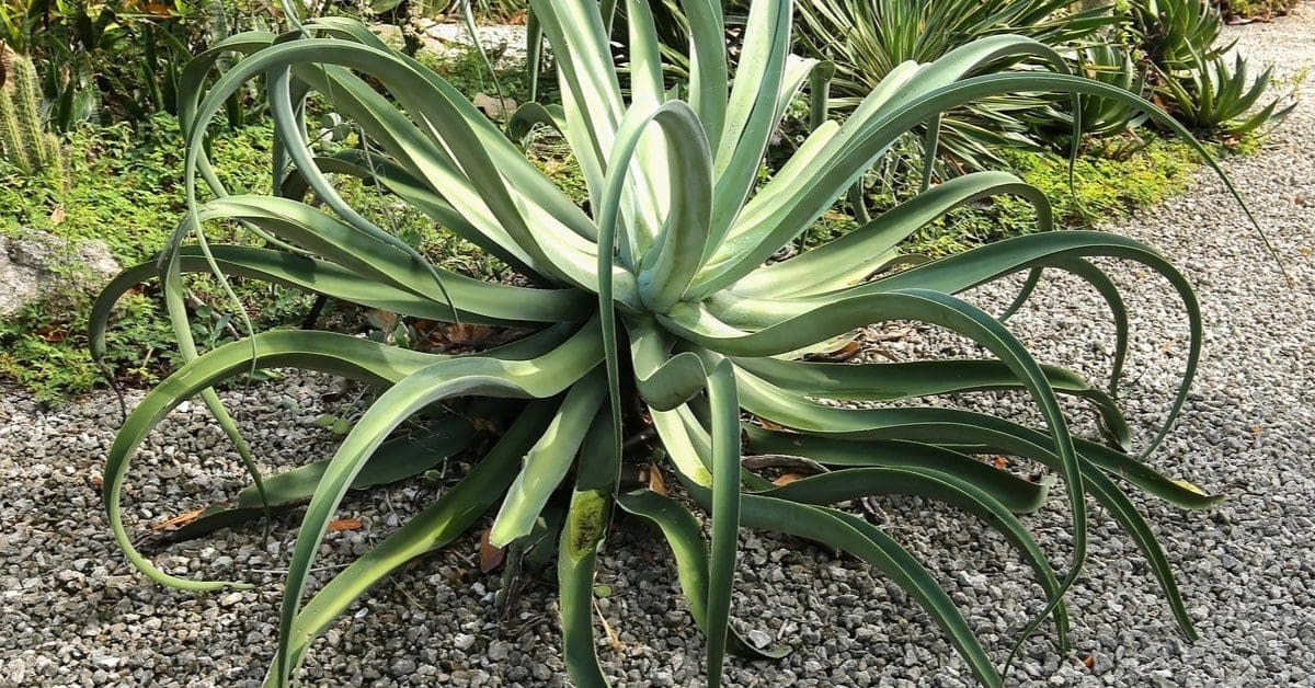 Best plants for Pool Waterfalls, Agave