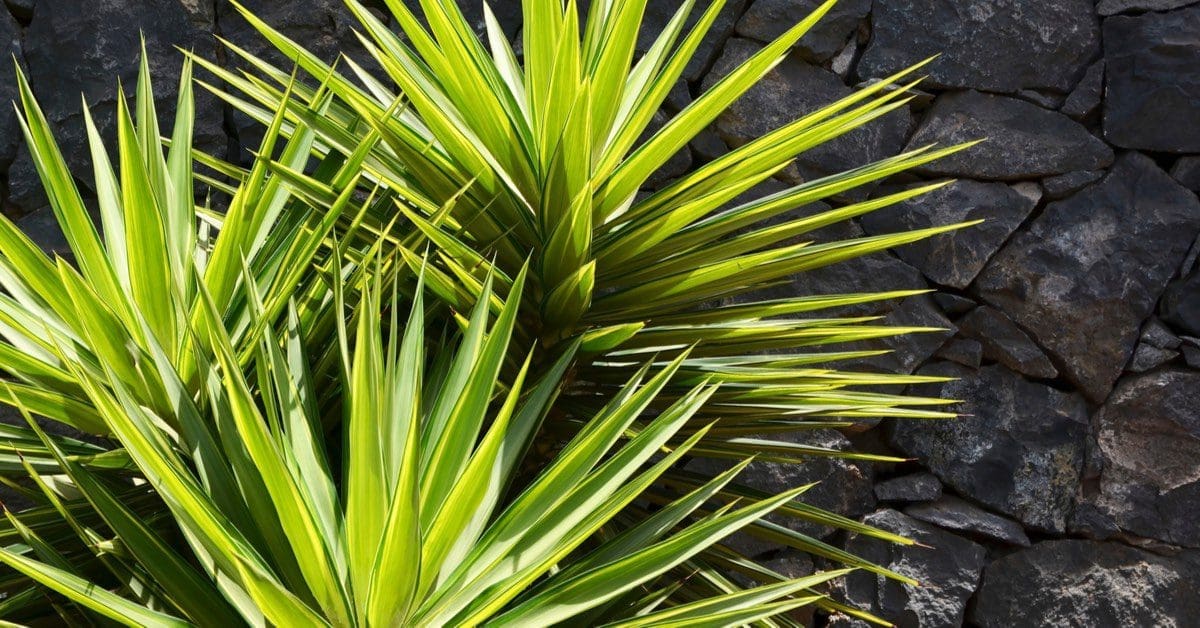 Best plants for Pool Waterfalls, Yucca